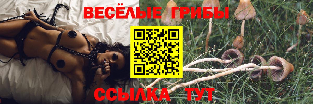 Псилоцибиновые грибы Psilocybe Елизово
